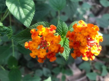 Doğanın sarı ve turuncu çiçekleri