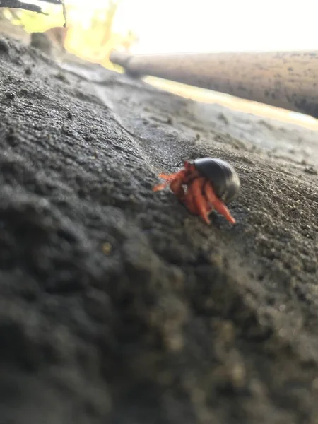 Güzel bir keşiş yengecinin yakın plan çekimi.