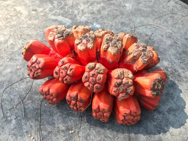 taze sebze yakın çekim