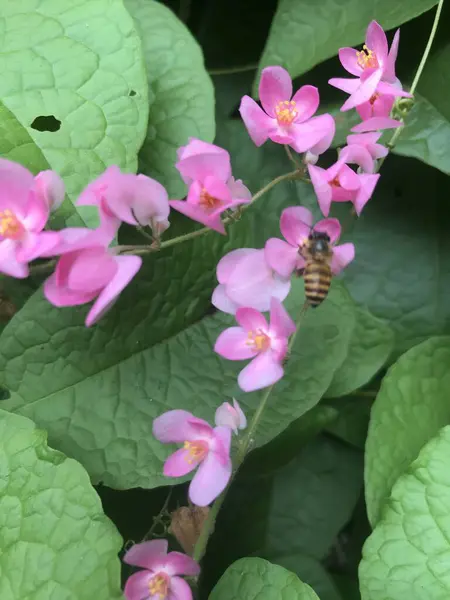 Bahçedeki güzel pembe orkide