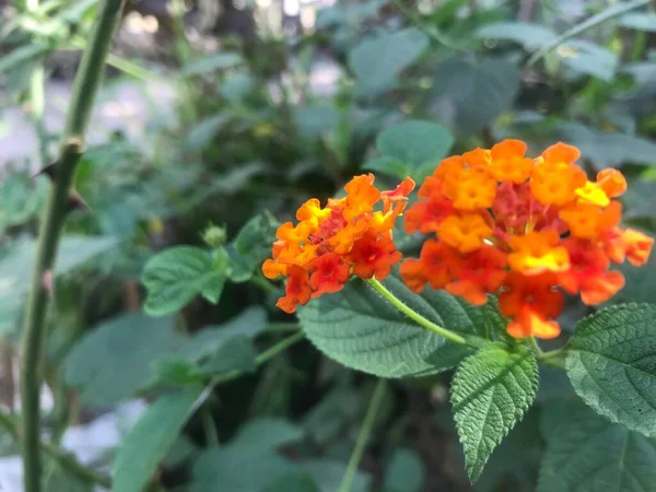 Güzel botanik fotoğrafı, doğal duvar kağıdı.