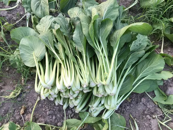 bir bitkinin yeşil yaprakları