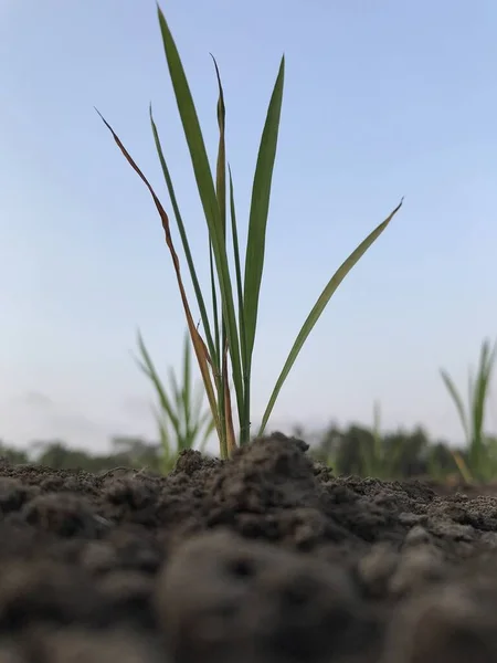 Bahçedeki yeşil çimenler