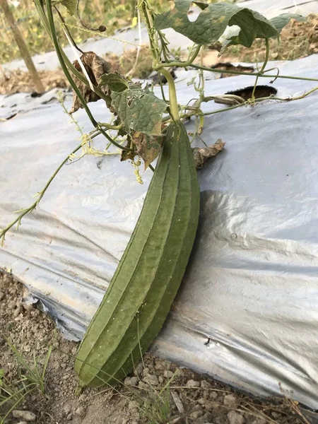 Bahçedeki bir bitkinin yeşil yaprağı