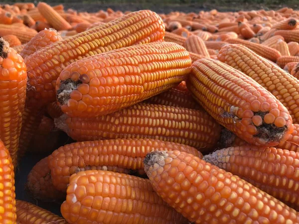 Markette olgun mısırlara yakın.