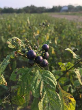 ripe berries of a tree in the garden