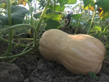 Bahçedeki balkabağı