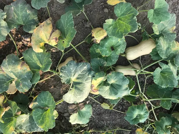 Bahçede yeşil yapraklar