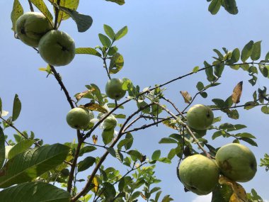 Ağaçtaki yeşil elmalar