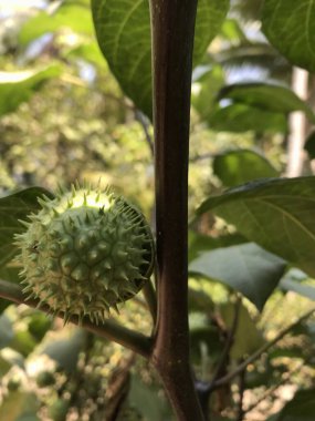 Yeşil elma tutan genç bir adama yaklaş.