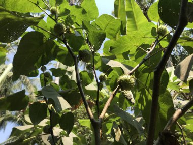 Genç bir bitkinin yeşil yaprakları