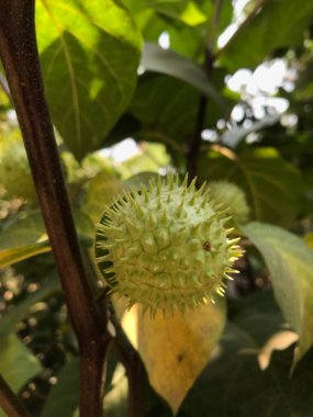 Yeşil ve beyaz çiçekleri kapatın.