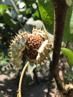 Olgun incirlere yakın.