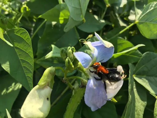 Bir çiçek üzerinde uçan arı