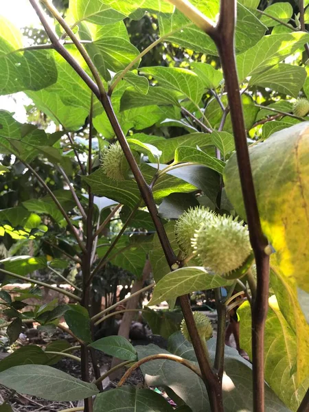 bir ağacın yeşil yaprakları