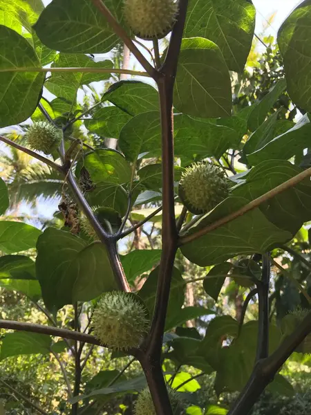 Ağaçtaki olgun yeşil ve sarı incirlerden bir demet yakın.