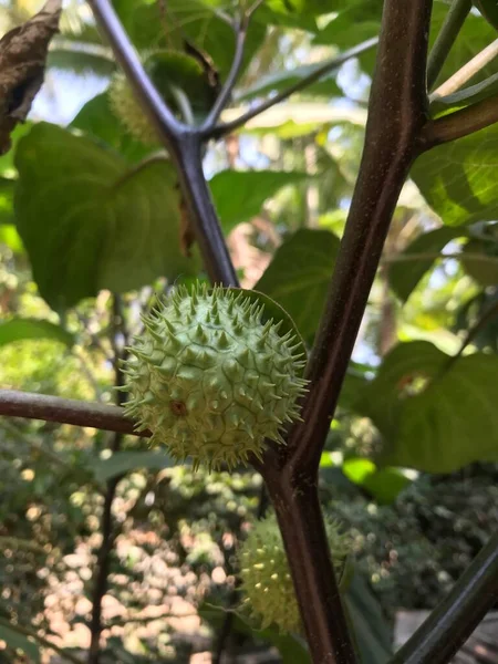 bir ağacın yeşil yaprakları