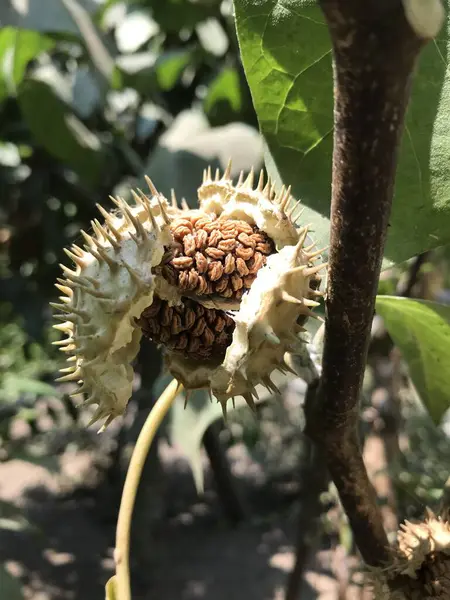 Olgun incirlere yakın.
