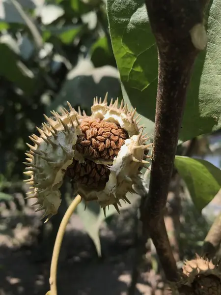 Beyaz arkaplanı olan bir ağacın yeşil yaprakları