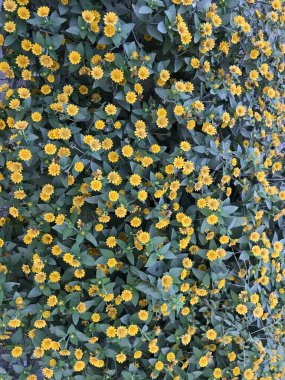 Güzel botanik fotoğrafı, doğal duvar kağıdı.