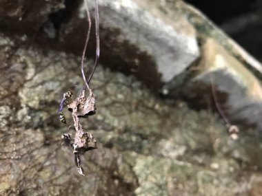 Ormandaki ahşap bir haçın yakın plan çekimi.