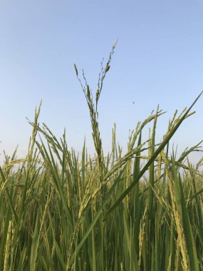 Mavi gökyüzü olan yeşil çimenler