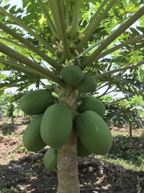 Yapraklı yeşil muz ağacı