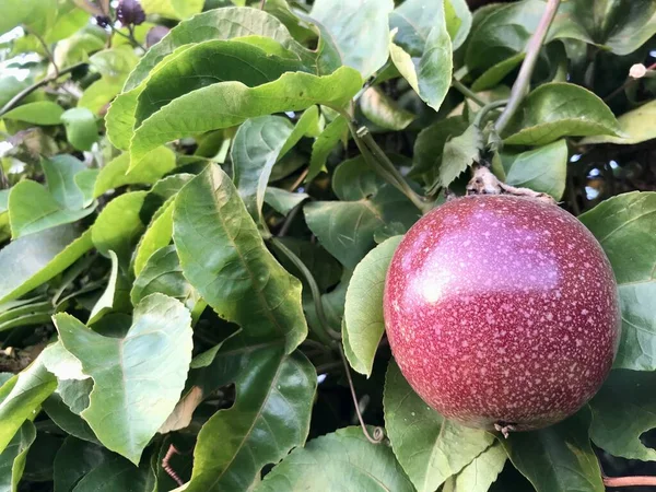 bir ağacın yeşil yaprakları