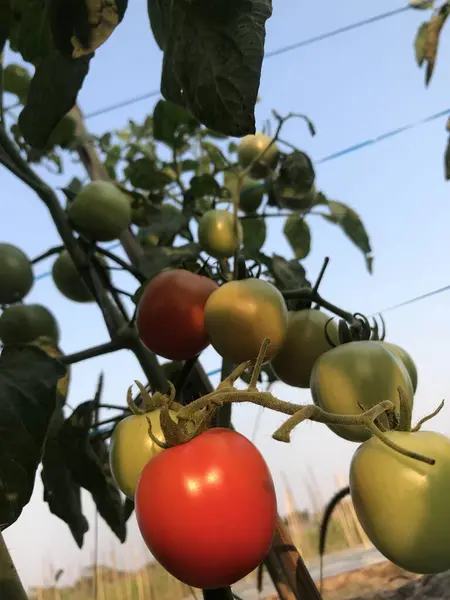 Bahçede yeşil domates