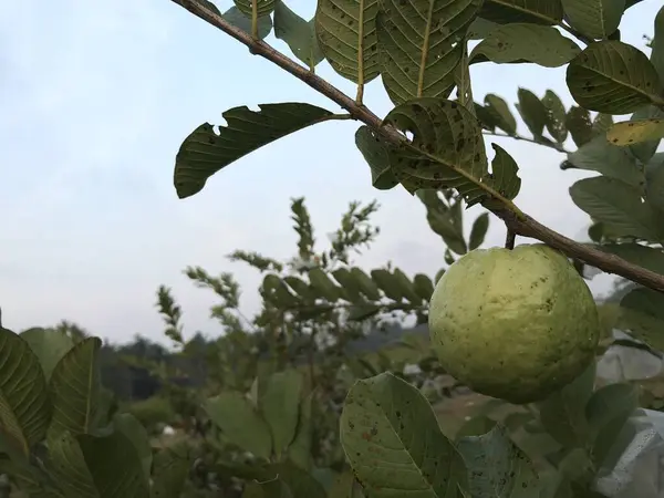 Bahçedeki ağaçta olgun elmalar