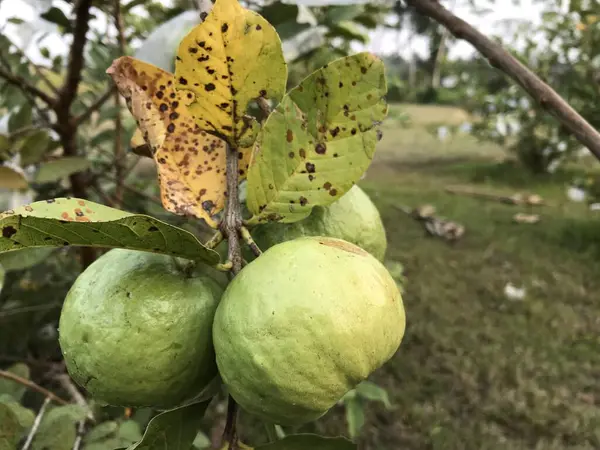 Sonbaharda ağaçtaki yeşil elmalar