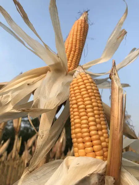 corn field, corn, corn, corn, agriculture, farm, farm, harvest, corn, corn