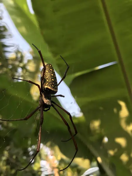 Yeşil yapraklı örümceğe yaklaş