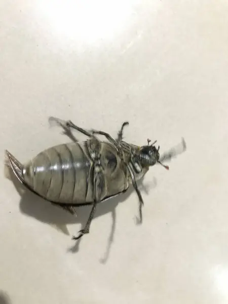 Ölü bir böceğe yaklaş.