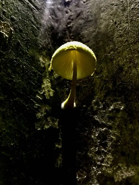 Bir mağaradaki sarı yosunların yakın plan fotoğrafı.