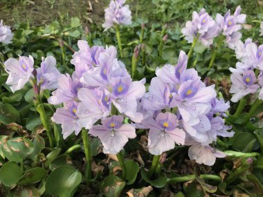 Bahçedeki güzel pembe çiçekler