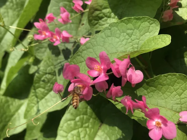 Bahçedeki güzel pembe çiçek