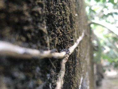 Bir ağaç gövdesini kapatın.