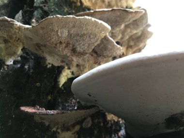 Bahçedeki bir mantarı kapat.