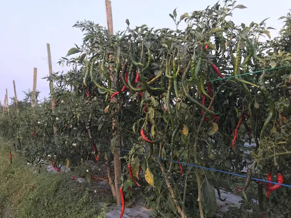 Bahçedeki yeşil bitkiler