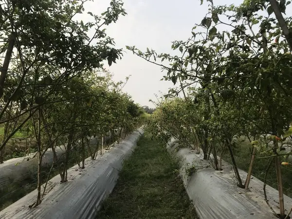 Parkın güzel manzarası