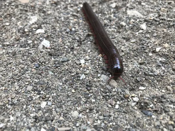 Genç bir kertenkeleye yaklaş.