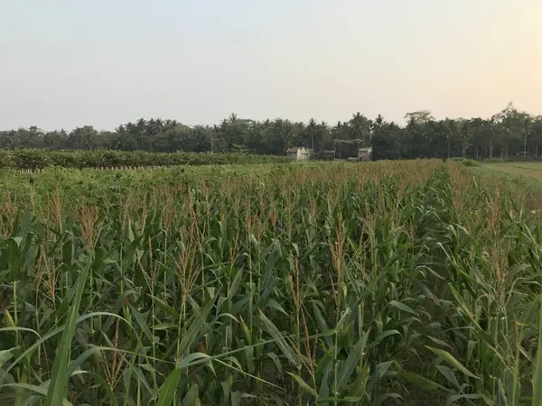 Sabah mısır tarlası