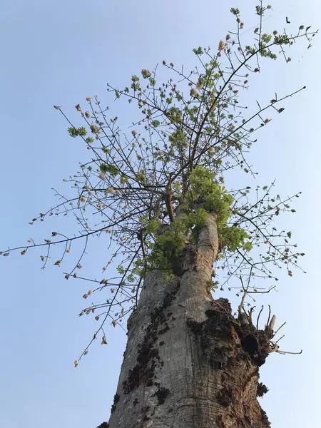 Ağaç dalları, bitki örtüsü.