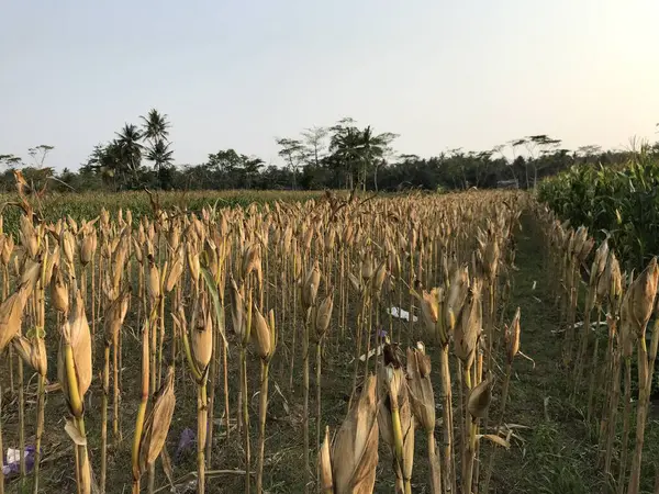 Sabah mısır tarlasının güzel manzarası