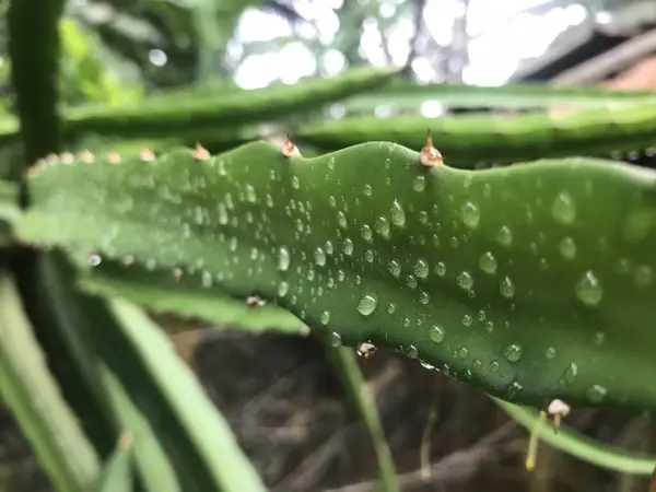 yeşil yapraklar, bitkiler ve yapraklar