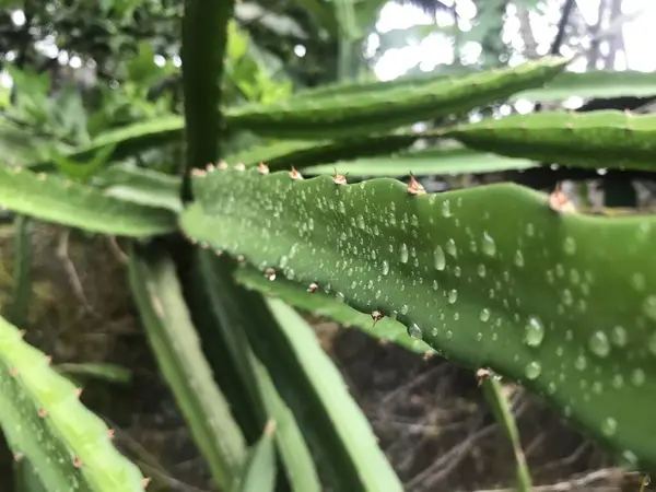 Güzel botanik fotoğrafı, doğal duvar kağıdı.