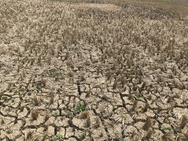 Kırsalda buğday tarlası