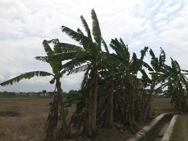 Doğanın güzel manzarası