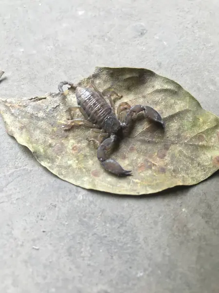 Bir kertenkelenin siyah beyaz fotoğrafına yaklaş.